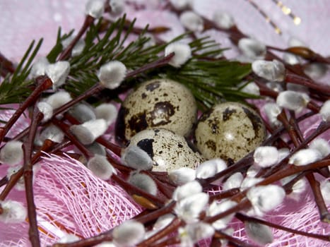 The image of eggs of a female quail, branches of a willow and fur-tree on a pink background