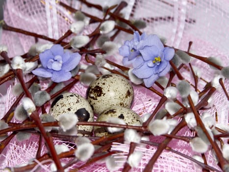 The image of eggs of a female quail, willow and violets on a pink background