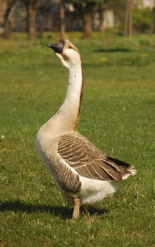 male goose standing proudly on the grass