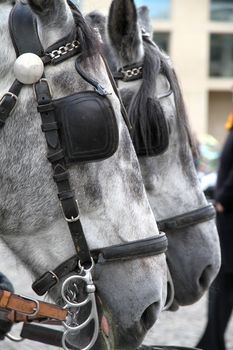 Carriage Horses in Berlin, Germany.