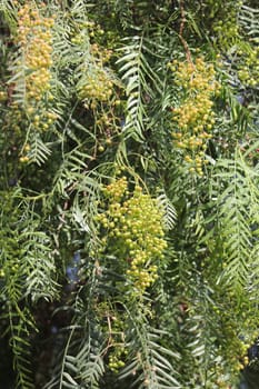 young fresh red pepper with green leaves on the tree