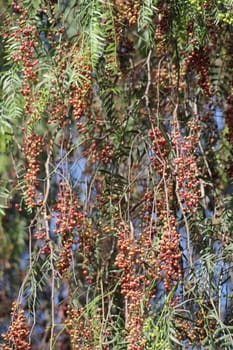 fresh red pepper with green leaves on the tree