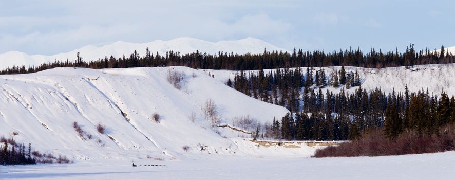 Enthusiastic dog team pulling sleigh with musher in beautiful winter landscape of Yukon Territory Canada