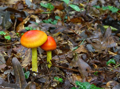 A newly emerged and growing pair of Amanita Jacksonii edible mushrooms among the leafy ground cover in the woods with room for your text.
