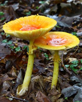 A newly emerged and growing pair of full grown Amanita Jacksonii edible mushrooms among the leafy ground cover in the woods covered with an early morning rain with room for your text.
