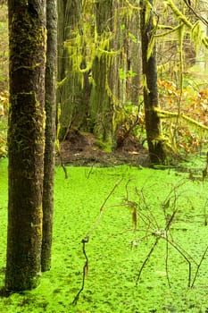 Temperate rainforest wetland wildernis landscape of West Coast BC Canada