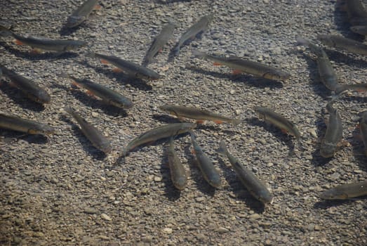 Small trout swimming in clear lake water