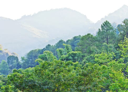 Forest and Mountain