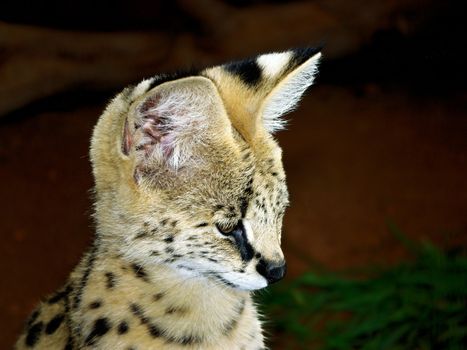 Young Serval kitten in South Africa looking down