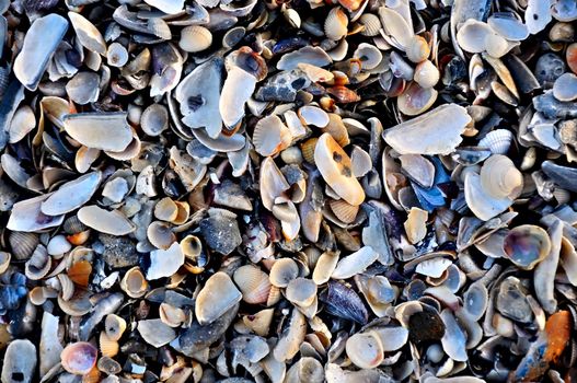 a lot of variety of seashells on the seashore, for background