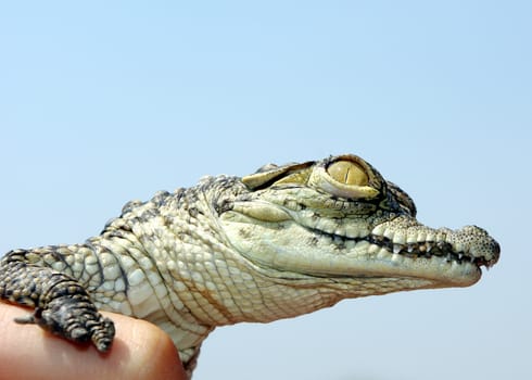 Head of young Nile crocodile