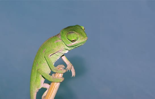 Recently hatched Veiled chameleon neonate