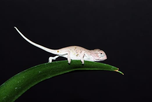 Newly hatched Carpet chameleon