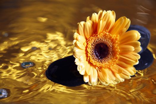 close up of the daisy flower on gold color liquid