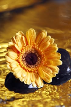 close up of the daisy flower on gold color liquid