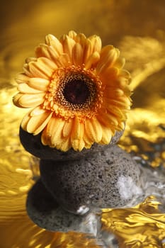 close up of the daisy flower on gold color liquid