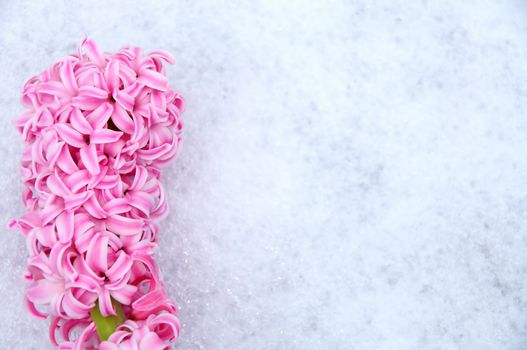 A pink hyacinth in the snow