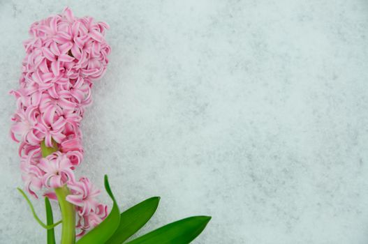 A pink hyacinth in the snow