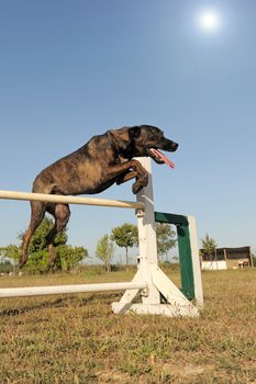 brown dog malinois in a training of agility