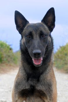 picture of a purebred belgian sheepdog malinois