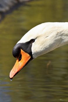 Close-Up of a Male Swan, Potrait with details