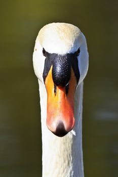 Close-Up of a Male Swan, Potrait with details
