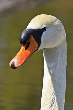 Close-Up of a Male Swan, Potrait with details