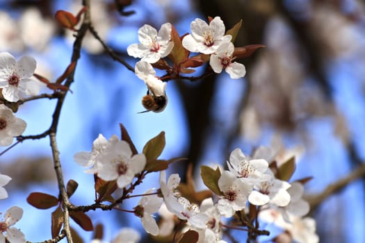 Bee on Cherry blossom against a bright blue sky