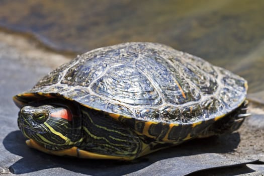 Turtle enjoy in sunny morning