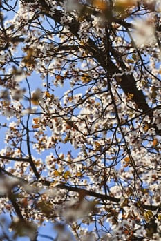 Cherry blossom against a bright blue sky