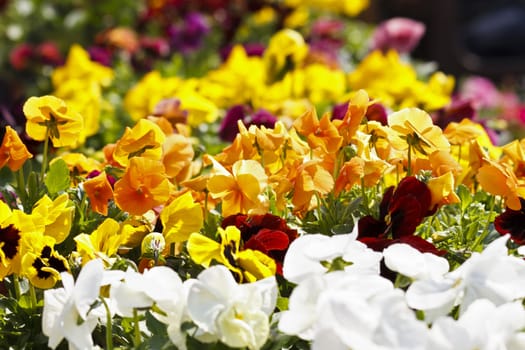 Various different flowers with vivid colours in bright spring light 