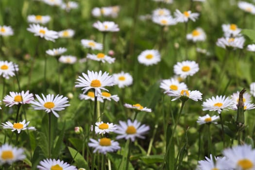 Beautiful wild flowers in forest