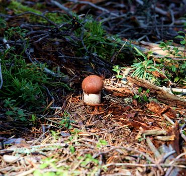 We find mushrooms