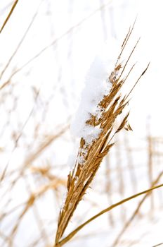 Gras with snow