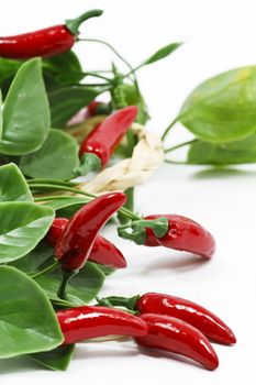 Red chilli peppers on white background