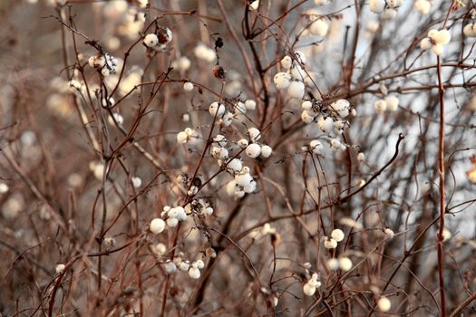 Winter forest berries