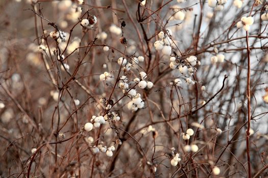 Winter forest berries