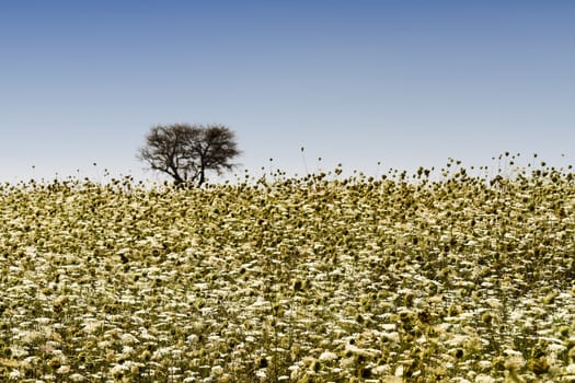 Field with wild white and yellow flowers, old tree in background