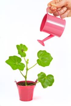 Young flower plant in small pink pot  isolated on white background