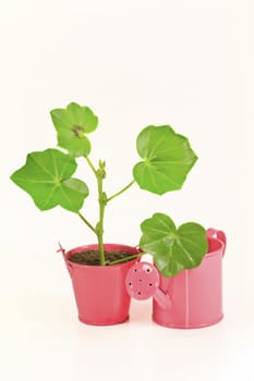 Young flower plant in small pink pot  isolated on white background