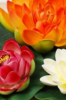 Multi Colored water lily flowers