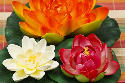 Multi Colored water lily flowers