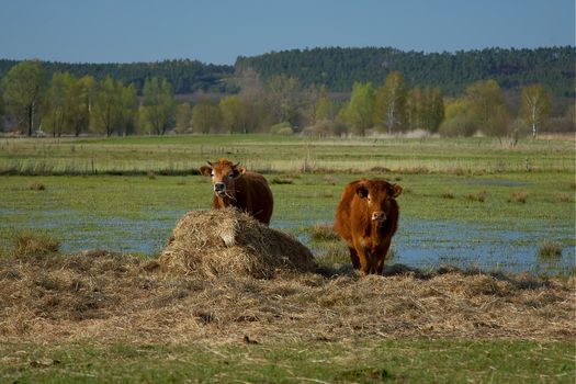 Cows in a pasture. Poland, Lubuskie.