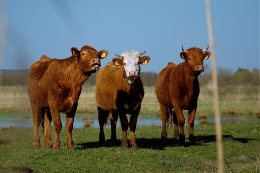 Cows in a pasture. Poland, Lubuskie.