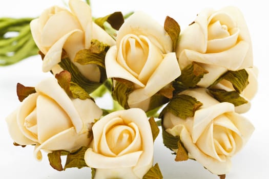 Close-up of shampagne colored roses on white background