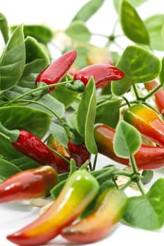 Chilli peppers on white background