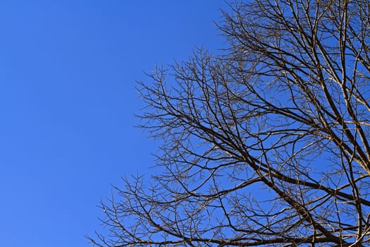 Large tree branches over clear blue sky