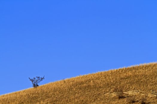 Lone small tree on the hill with blue sky horizon