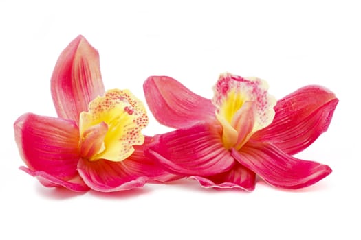 Beautiful pink orchid isolated on white background 