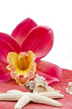 Pink orchid decoration with towel and sea shells